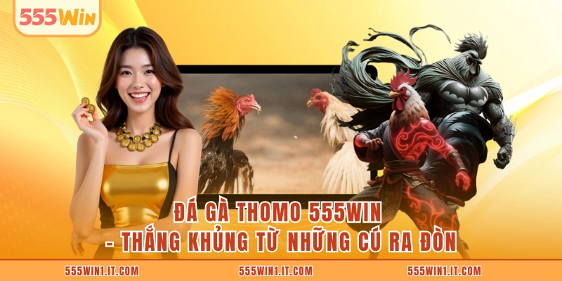 Đá Gà Thomo 555WIN - Thắng Khủng Từ Những Cú Ra Đòn Đá Gà Thomo 555WIN